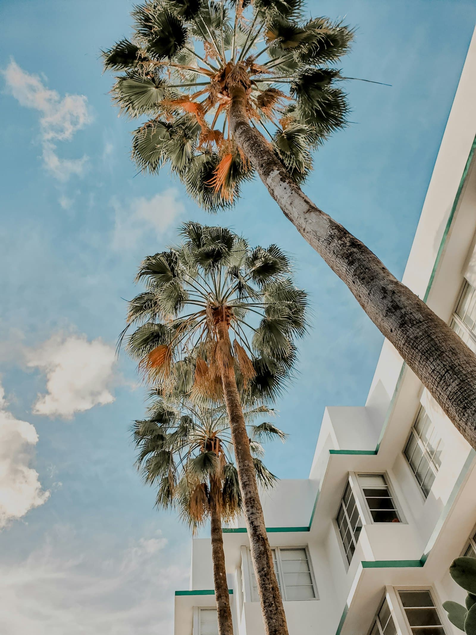 Two fan palms against the sky beside a white art-deco building